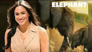 Elephant Narrated by Meghan The Duchess Of Sussex Critic and Fan Review emotional and engaging