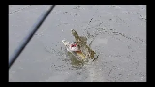 Fishing Fail, Crocodile took my Tiger fish. Lower Zambezi, Zambia