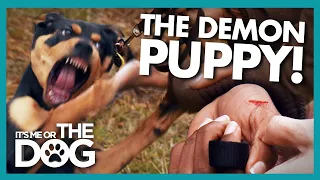 Demon Puppy Draws Blood During Tantrum! |  It's Me or The Dog