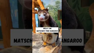 Matschie's tree-kangaroo #shorts