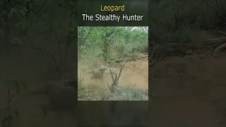 Leopard: The Stealthy Hunter