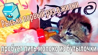 Пробуем приучить котёнка рыси к молоку из бутылочки