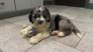 Meet Kong: A Delightful Miniature Sheepadoodle Puppy