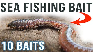 Sea Fishing Bait for Beginners