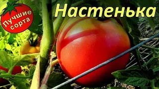 Томат Настенька (лучшие урожайные сорта томатов)