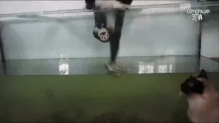 Кот падает в аквариум