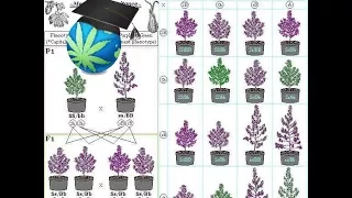 Cannabis Breeding Basics - Advanced Topic