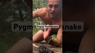 Smallest rattlesnake on earth!! #pygmy #rattlesnake #snake #coolanimals #wildlife #educational