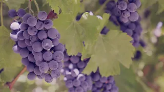 Grapes 4K