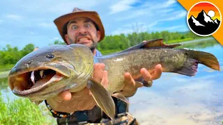 Ancient Fish has NEEDLE LIKE Teeth!