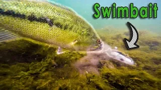 INSANE Underwater Swimbait Fishing!! - Big Bass on Savage Gear Swimbait