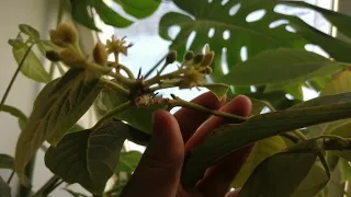 Цветение авокадо выращенного из косточки 🥰