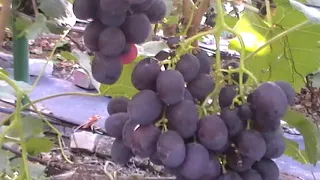 Сорт винограда "Рошфор" - сезон 2019 # Grape sort "Roshfor"