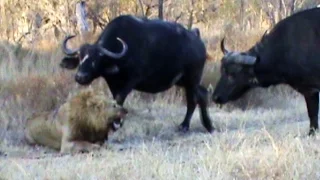 Buffaloes Stop 3 Male Lions From Killing Another Lion