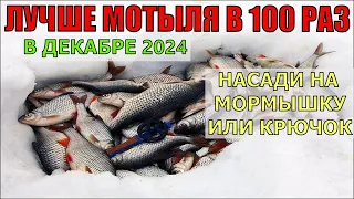 😱МОТЫЛЬ БОЛЬШЕ НЕ БЕРУ. ВСЯ РЫБА КЛЮЁТ НА ЭТУ НАСАДКУ. ПЕРВЫЙ ЛЕД. ЗИМНЯЯ РЫБАЛКА