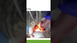 Извлечение инородного тела у кота
