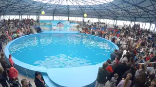 Открытие дельфинария в Сочи Парке