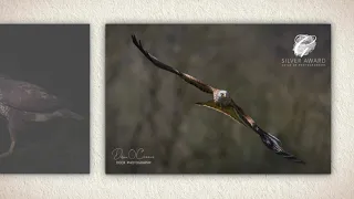 Wildlife Photography | Award Winning Lancashire Wildlife Photographer