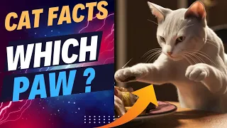 Which PAW Do I Use? 😽Left, Right or Both? 🐱CAT FACTS with Coffee Cat 🥰