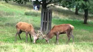 Rutting Deer