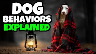 10 Weird Dog Behaviors Explained