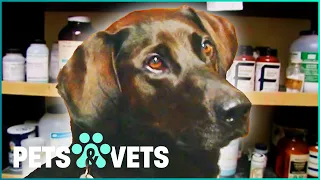 The Only Dog That Can Smell This Strange Poison | Dogs with Jobs