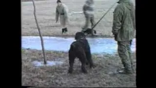 1998. Тренировка защитной службы, русские черные терьеры.