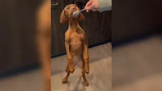 Awesome Vizsla Dogs TikTok Compilation Part 1