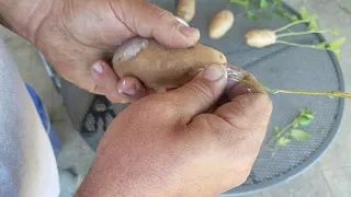 Growing a birch tree from a clipping.