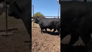 What a bull #shorts #cow #youtubeshorts #cattle #viral #bull