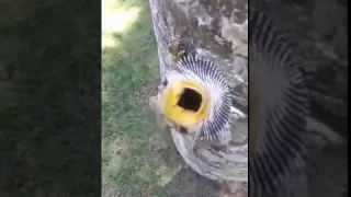 Australian Frilled Neck Lizard Breaks Phone Camera