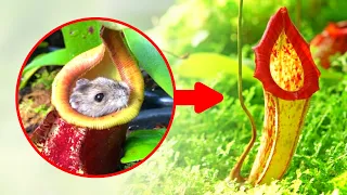 Hungry CARNIVOROUS plants / Pitcher plant Nepenthes, Pitcher Sarracenia, Waterwheel Plant (PART 2)