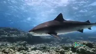 Diving with Tiger Sharks, Fuvahmulah, Maldives