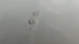 Scary Alligator Encounter!