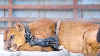 15 Tiere, die von freundlichen Menschen gerettet wurden