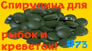 Спирулина в таблетках для рыбок,креветок и похудения! Посылка из Китая [#Спирулина]