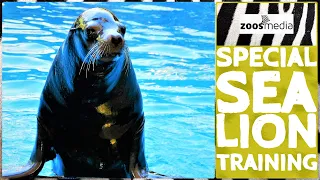 Loro Parque: Special SEA LION Training | zoos.media