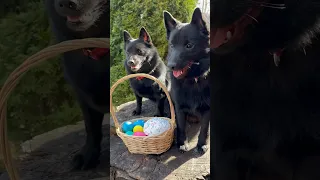 Easter🐥🐰 #schipperke #собака #шипперке #dog #схипперке #easter #пасха