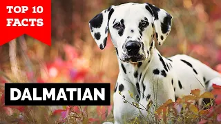 Dalmatian - Top 10 Facts