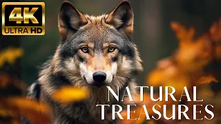 Amazing of Animals 🐾 Discovery relaxation wonderful wildlife movie with relaxing piano music