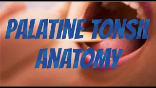 Palatine tonsil| anatomy| simple| detailed| diagrams| clinical| prepare for exam