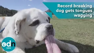 Record breaking dog with the world's longest tongue