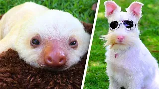 Extraordinary Albino Animals Are Defying the Odds