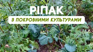 Вирощування ріпаку з покровними культурами