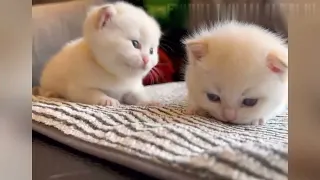 Funniest cats and dogs 😹🐶  video part 4