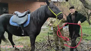 Подбор Жеребца для Заказчика Лошадей.