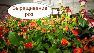 Выращивание роз в теплице. Бизнес идея на круглый год