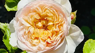 Emily Brontë Rose | Emily Brontë, A David Austin Rose growing here in Zone 9B | Romantic Rose | AZ