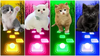 CUTE CATS - LALISA VS WAKA WAKA VS BTS VS SAVAGE LOVE