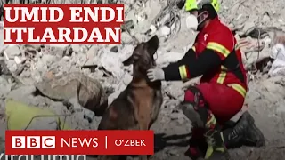 Туркия: Вайрона тагидаларни энди фақат итлар қутқара олади - BBC News O'zbek Dunyo Yangiliklar